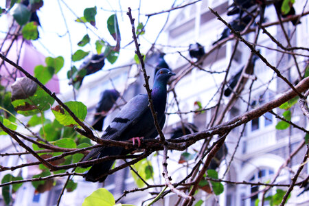 Pigeon On Tree Branch photo