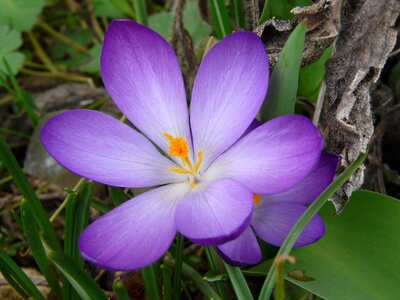 Crocus violet color photo