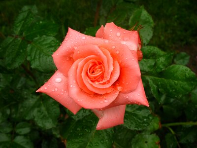 Blossom beautiful bloom