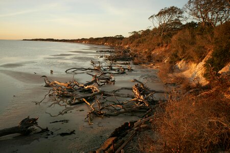 Driftwood shoreline 