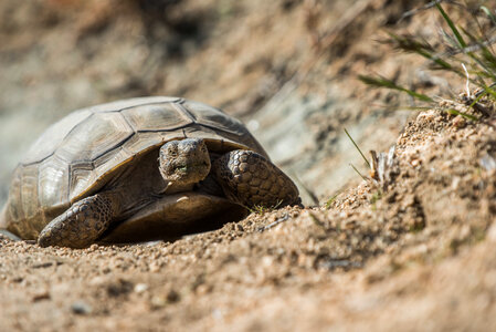 Tortoise on West Side Loop at Black Rock photo