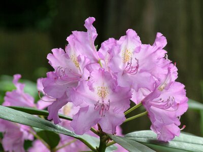 Rhododendron blossom bloom photo