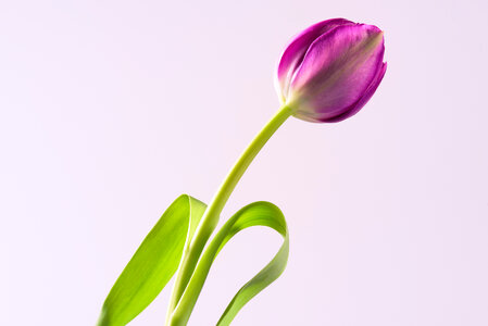 Pink Flower Isolated photo