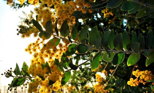 Tree flowers yellow