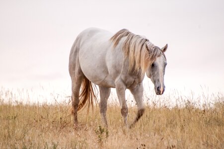 Grey mare animal