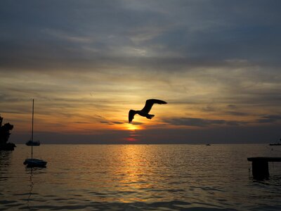 The seagull sunset beach photo