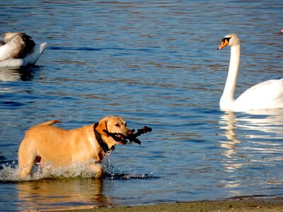 Hunting Dog bird waterfowl photo