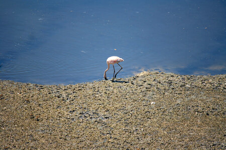 Solitary Flamingo photo