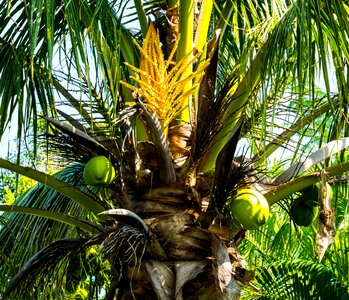 Coconut tree coconut palm blossom photo