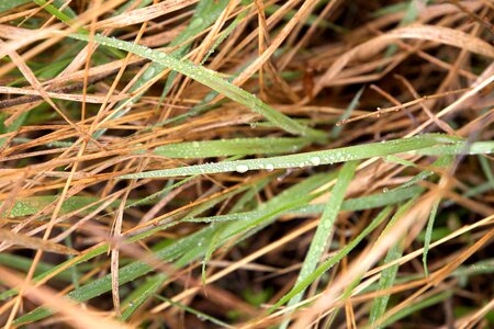 Dew grass plants green grass