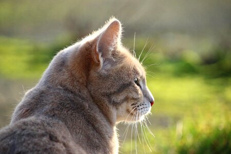 Animal beautiful photo cat