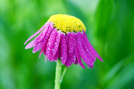 Plant floral green