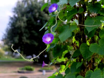 Beautiful Flowers blooming blossom