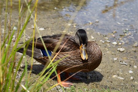 Animal aquatic bird avian photo