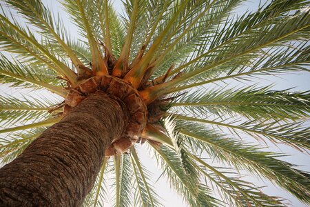 Exotic vacation vegetation