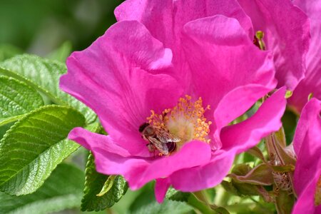 Fair Weather honeybee insect