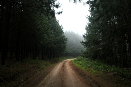 Abies conifer dirt road photo