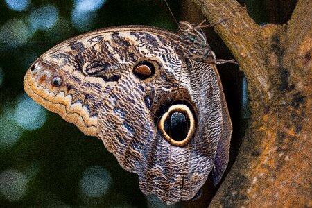 Exotic tropics tropical