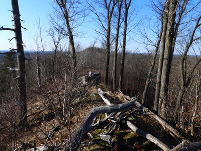 Twisted Fallen Trees on the Hiking Trail photo