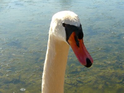 Animal water bird bird
