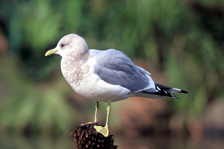 Mew gull photo