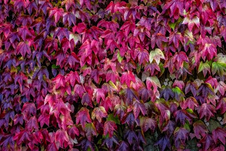 Autumn Leaf Wall photo