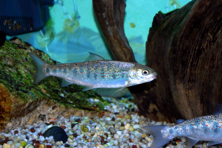 Atlantic Salmon Pre-Smolt photo