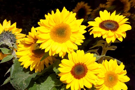 Nature plant blossom