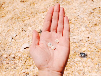 Seashells beach sand photo
