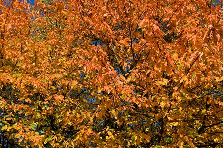 Nature colorful seasonal