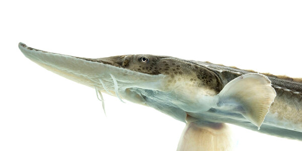 Two year old pallid sturgeon photo