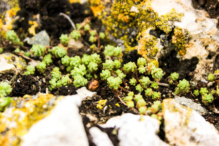 Rock flowers photo