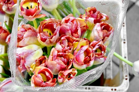 Tulips bouquet decoration photo