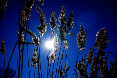 Licorice poaceae backlighting