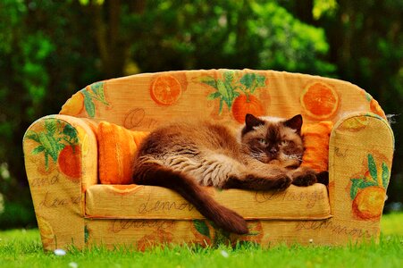 British shorthair thoroughbred fur