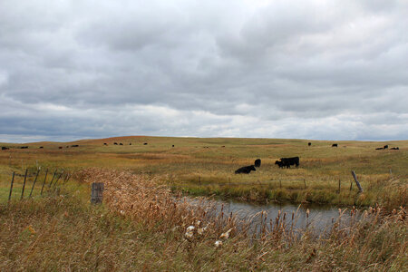Cattle grazing on grassland easement at Long Lake Wetland Management District