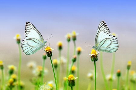 Blue butterflies
