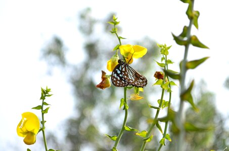 Asclepias Tuberosa beautiful flowers blossom