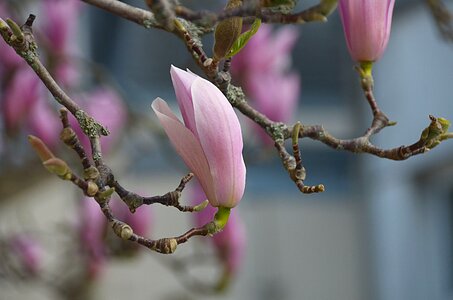 Flora botany flowering