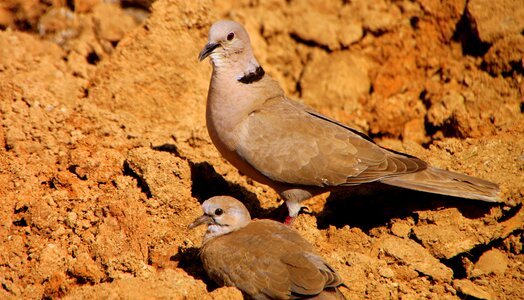 Dove feeding pigeons