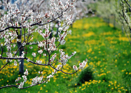cherry blossoms in the springtime