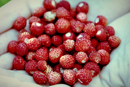 Fruit delicious berry