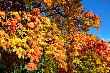 Autumn autumn season branch photo