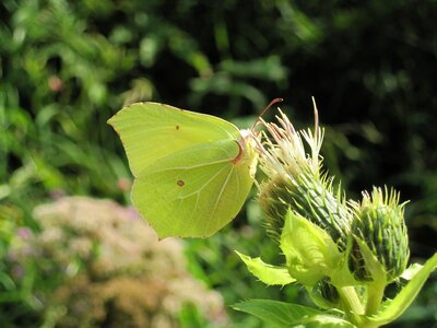 Insect butterfly gonepteryx rhamni photo