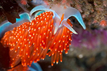 Opalescent nudibranch 