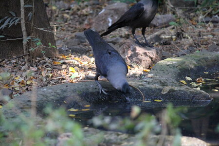 Crow Drinking Water