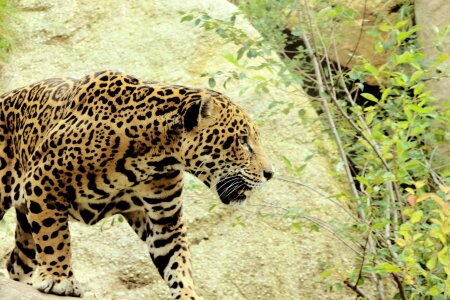 Prowl fur wild animal