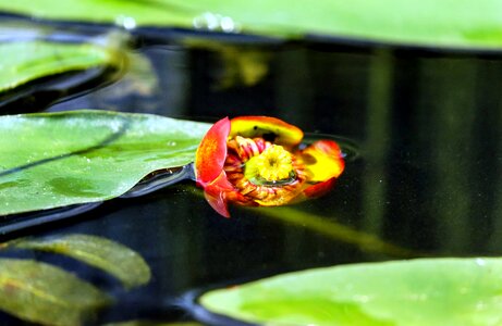 Beautiful beautiful flowers beautiful photo