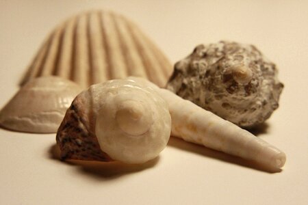 Seashell food shell photo