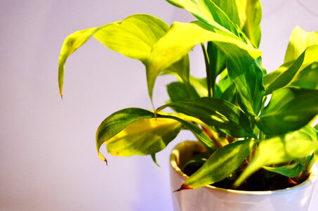 Potted sunlight brighter